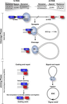 The ESC: The Dangerous By-Product of V(D)J Recombination